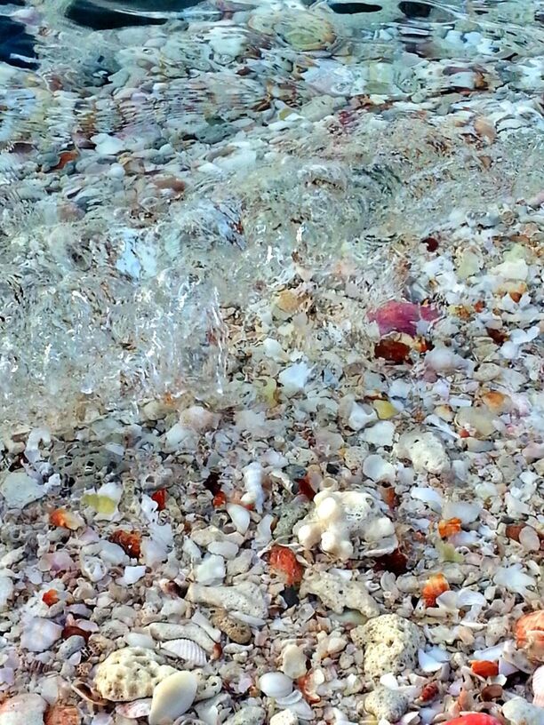 water, high angle view, rock - object, stone - object, reflection, nature, lake, pebble, pond, tranquility, floating on water, day, stone, outdoors, beauty in nature, swimming, animal themes, rippled, rock, no people