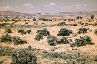 Scenic view of field against sky