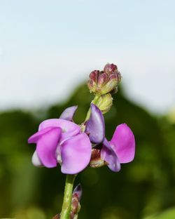 Close-up of flowers blooming outdoors