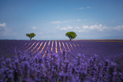 Scenic view of lavender field against sky