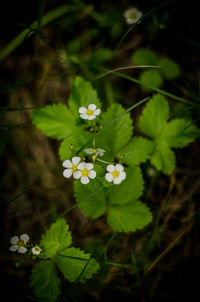 Close-up of white flowering plant