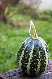 Close-up of pumpkin