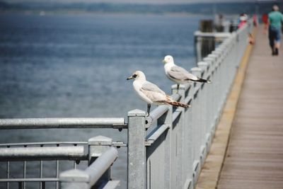 Seagulls perching on pier