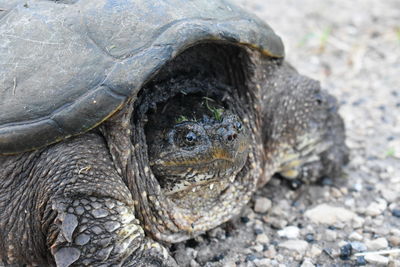 Close-up of turtle on field