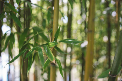 Close-up of bamboo plant in forest