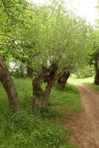 Shadow of tree on footpath in forest