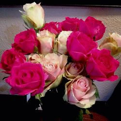 Close-up of pink rose