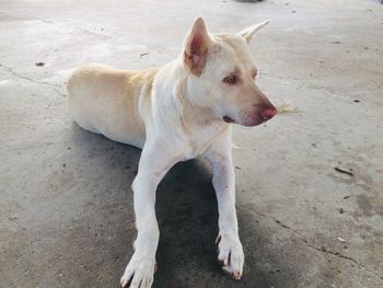 High angle view of dog standing on floor