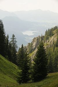 Scenic view of pine trees and mountains against sky