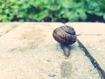 Close-up of snail