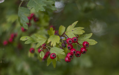 Close-up of red berries growing on plant