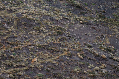 High angle view of animal on field