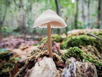 Close-up of mushroom growing on rock