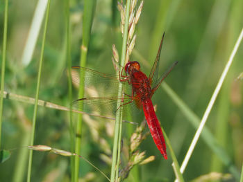Close-up of dragonfly on grass