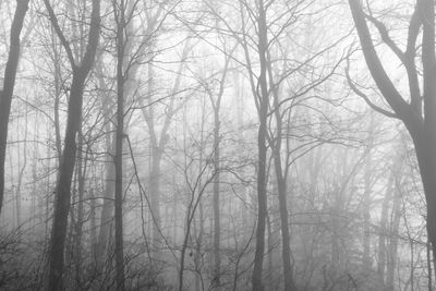 Bare trees in forest during winter