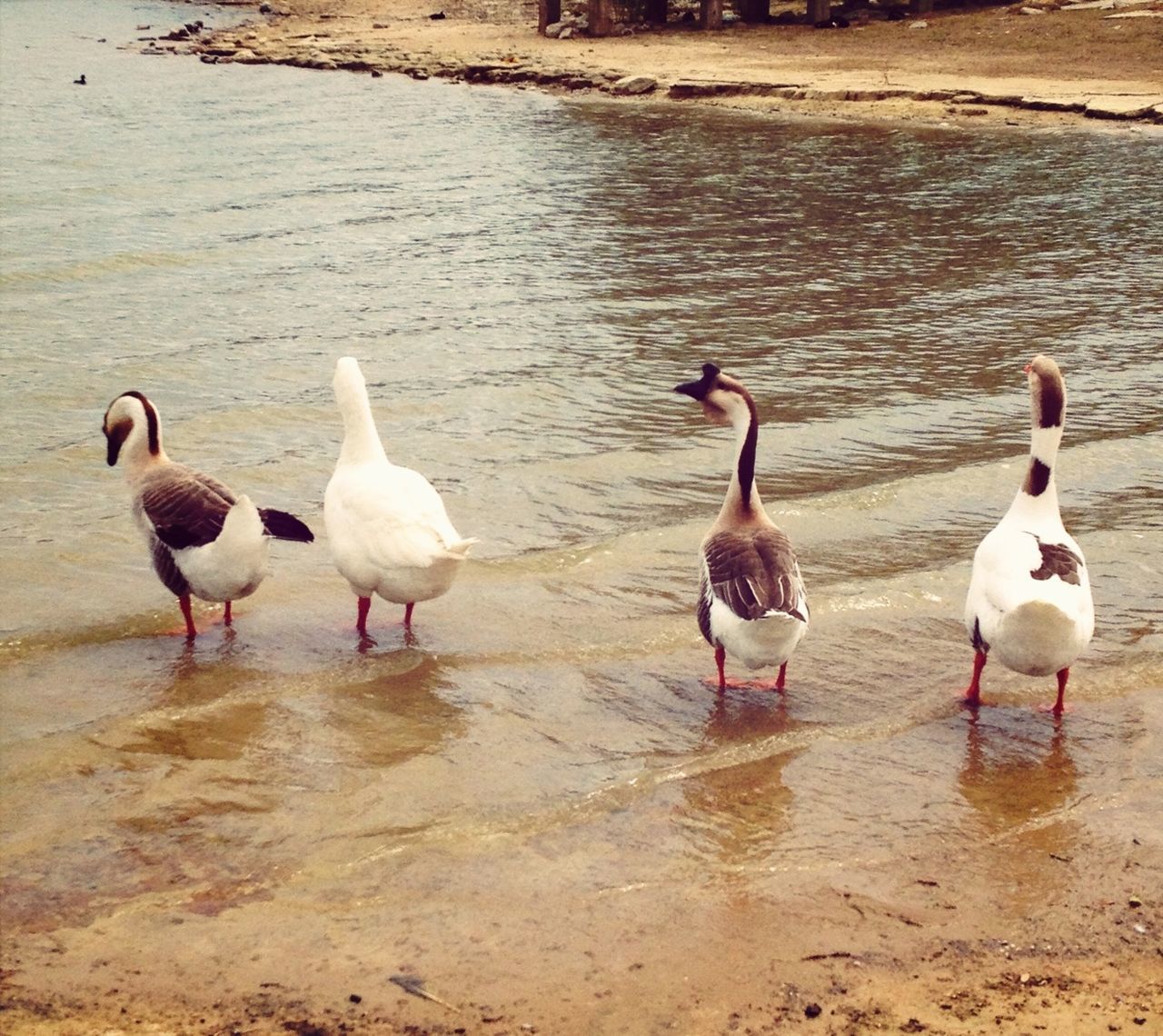 bird, water, animal themes, animals in the wild, wildlife, beach, flock of birds, medium group of animals, nature, shore, lake, togetherness, duck, outdoors, high angle view, sea, sunlight, day, sand