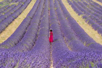 Rear view of woman walking in lavender field