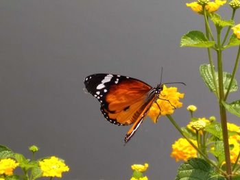 Butterfly on yellow flower