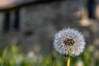 Close-up of dandelion against blurred background