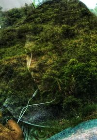 Close-up of fresh green plants in water