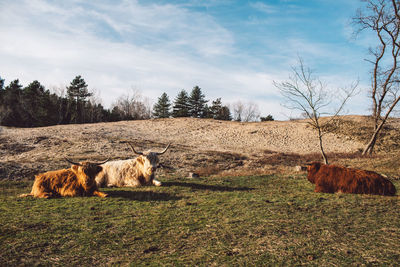 Hay bales in a field