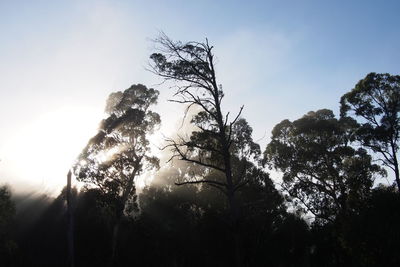 Low angle view of trees against sky