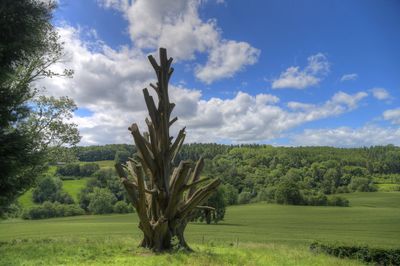 Trees on field against sky