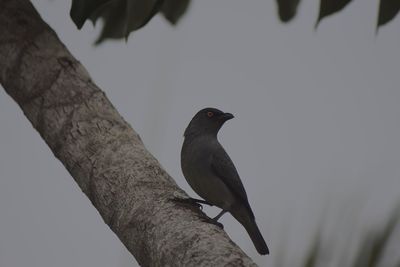 Low angle view of bird perching on branch