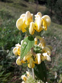 Close-up of yellow flower blooming in field