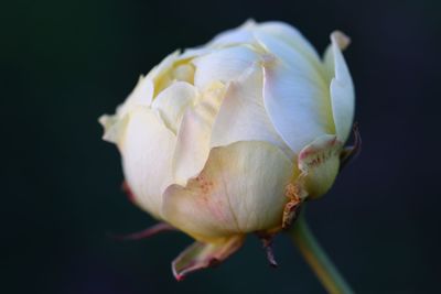 Close-up of rose against black background