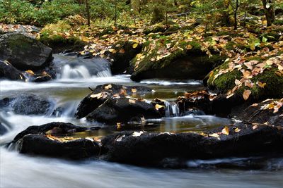 Scenic view of waterfall in forest