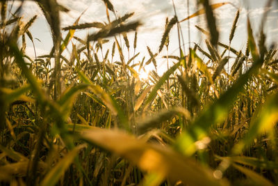 Close-up of plants on field