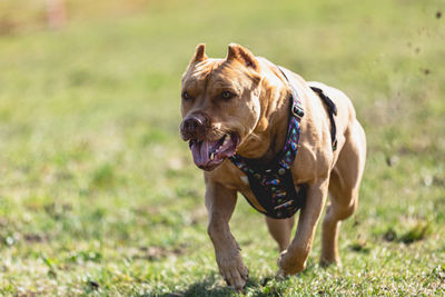 Dog running on field