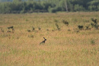 Hare sitting in the grass. vestamager nature reserve, copenhagen.