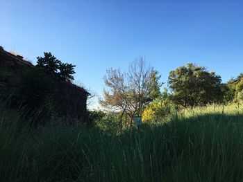 Plants and trees on field against clear sky