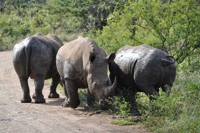 Three animals in south africa