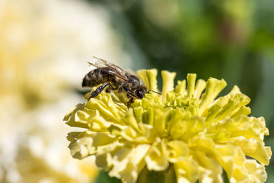 Close-up of bee on yellow flower