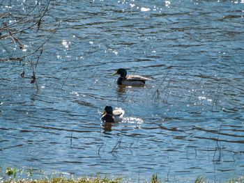 Ducks swimming in lake