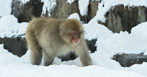 Monkeys on snow covered landscape during winter