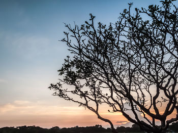 Low angle view of silhouette tree against sky during sunset