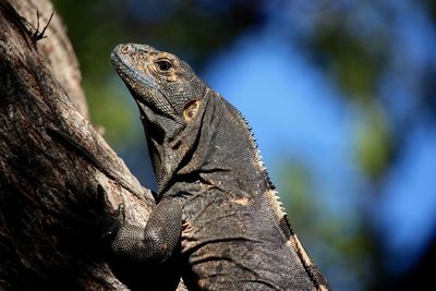 Close-up of lizard on tree