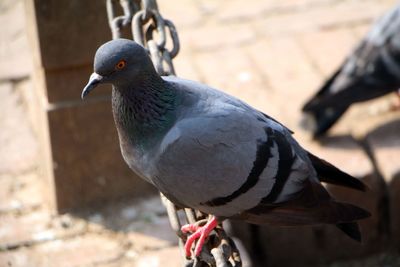 Close-up of pigeon perching on railing