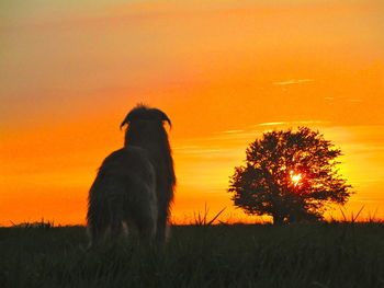 Silhouette of horse on field against orange sky