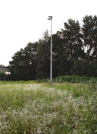 Trees growing on field