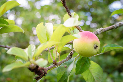 Close-up of leaves on tree