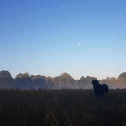 View of a horse on field