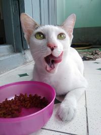 Close-up portrait of cat