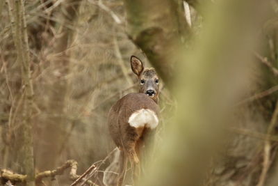 Close-up of squirrel