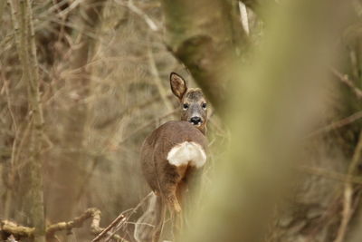 Close-up of  a roe deer in forrest