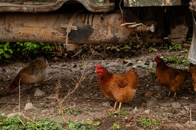 Chickens on field